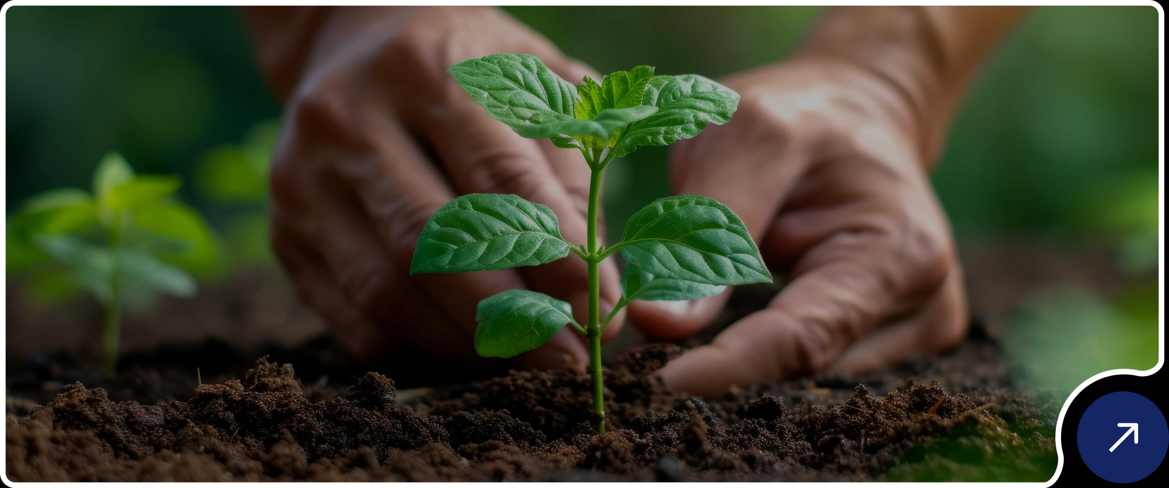 Hands planting a seedling